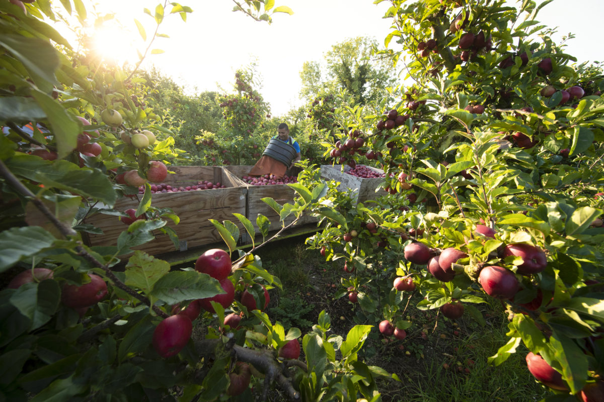 Sunlight on British apple harvest