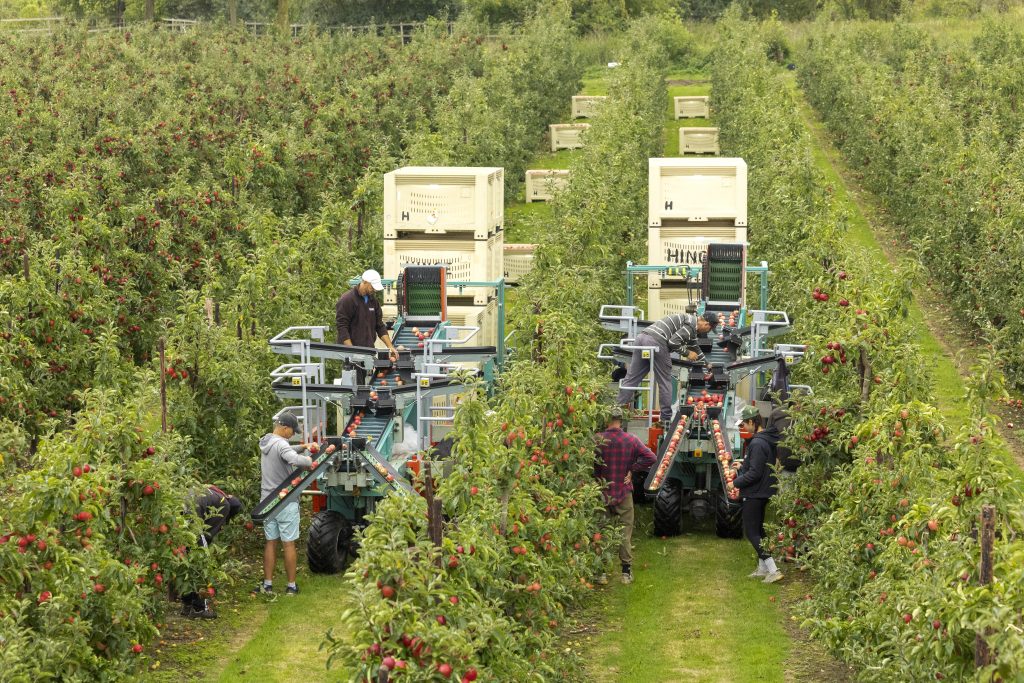 Apple harvest