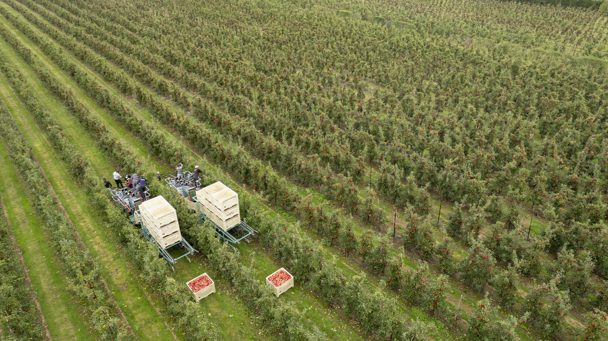 British apple and pear growers face fresh cost inflation as Middle East conflict pushes up input prices