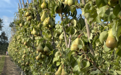 Could 2026 be the year of the pear?