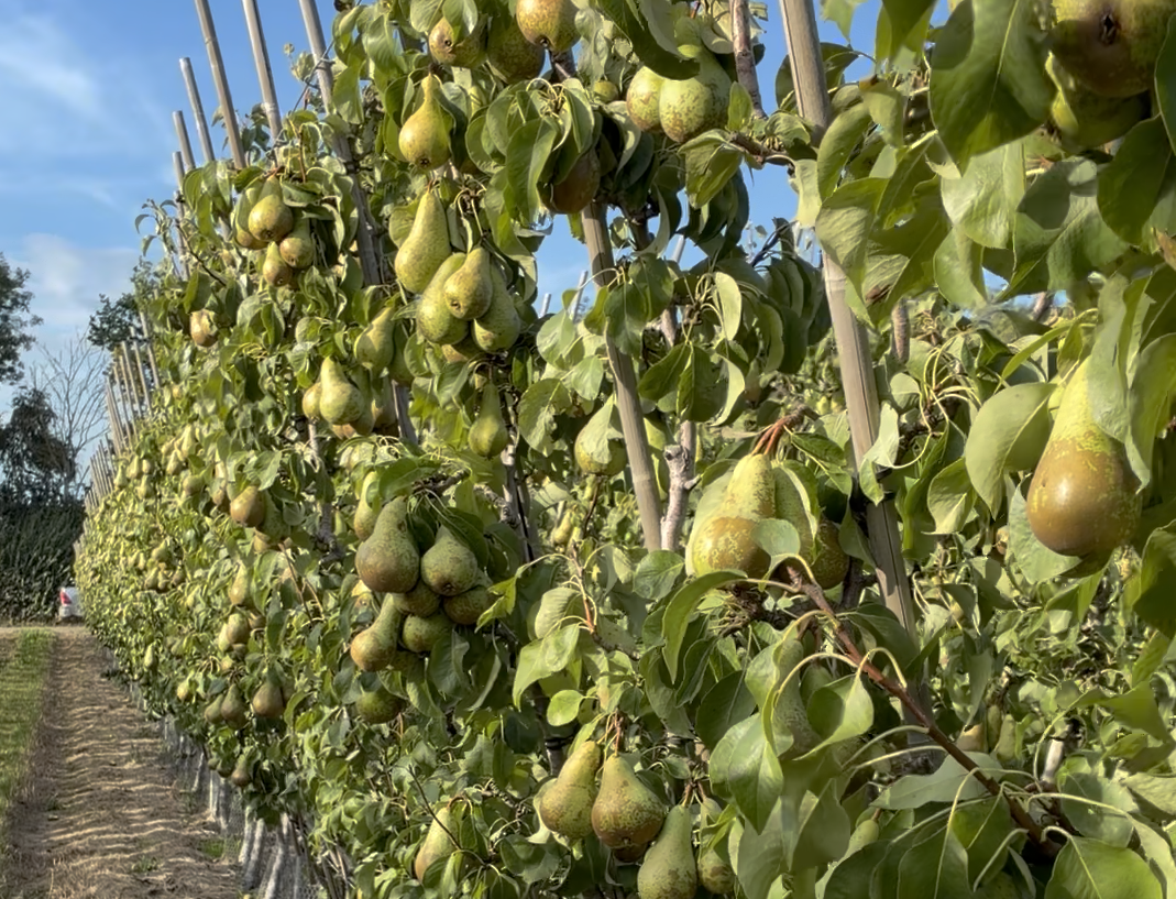 Row of pears from ACH Farming Row of pears from ACH Farming